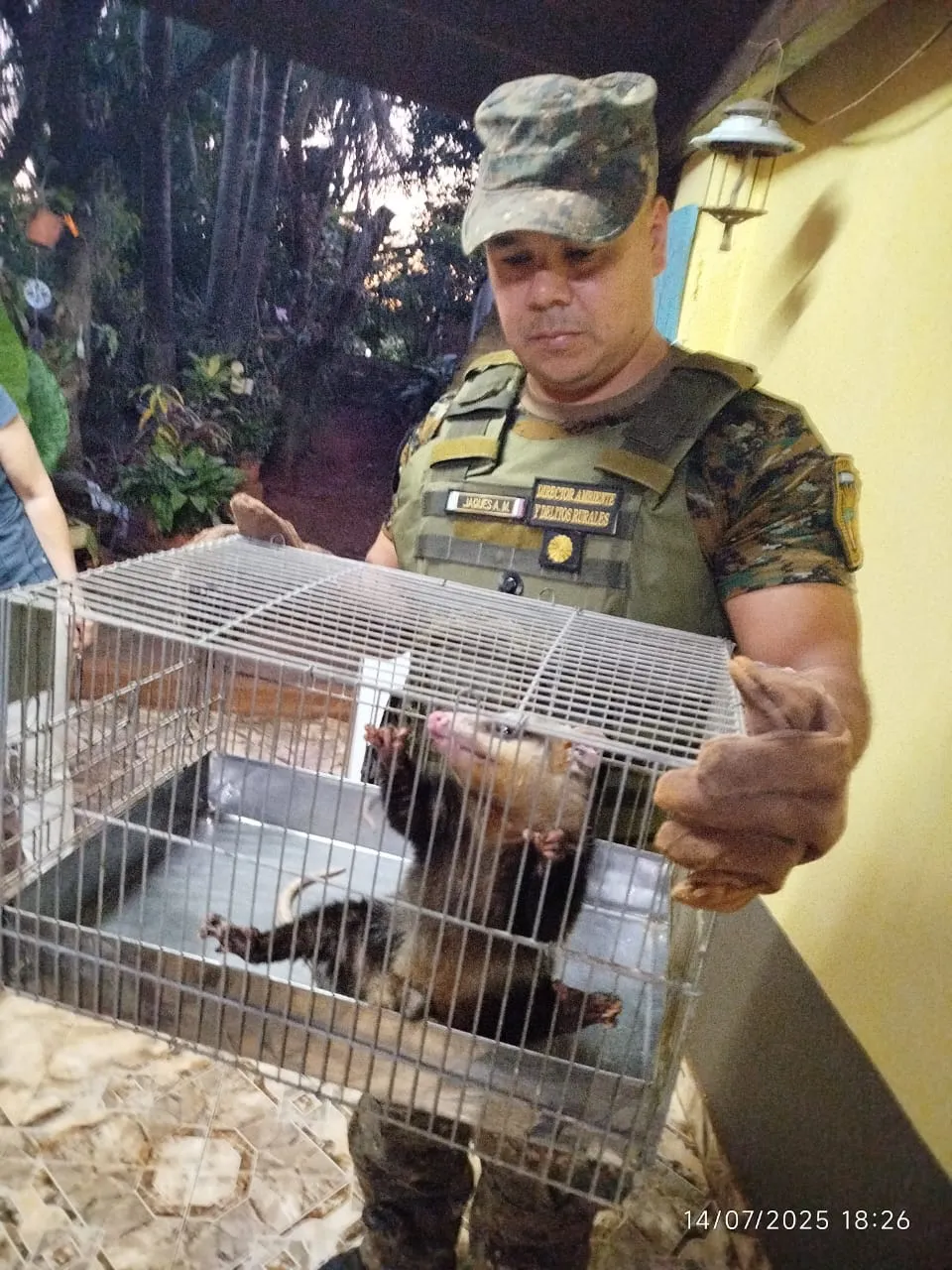 COMADREJA RESCATADA