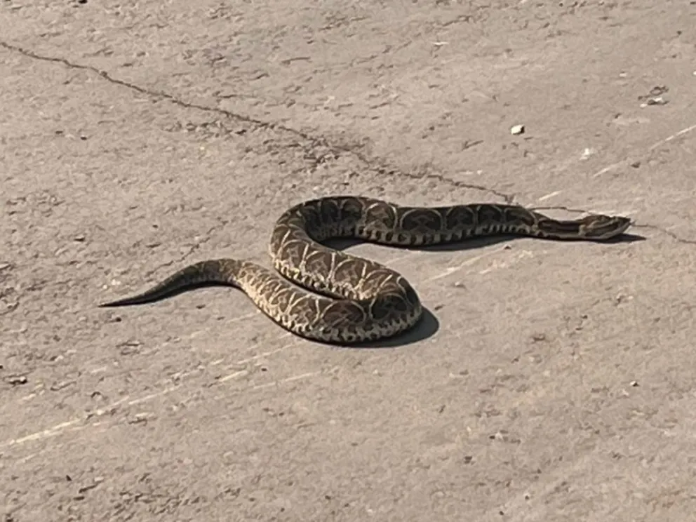 Rescataron una yarará en Profundidad y la liberaron en una reserva natural