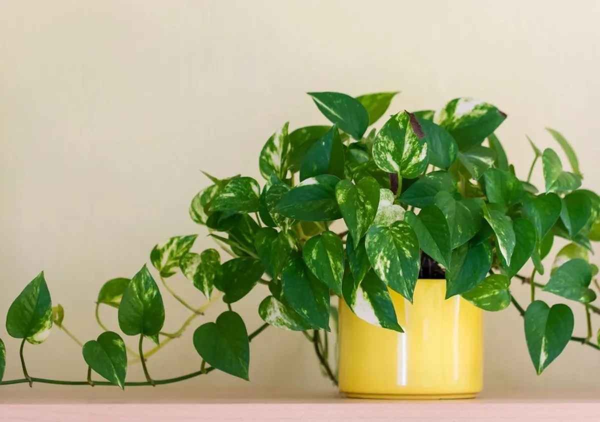 Potus según el Feng Shui