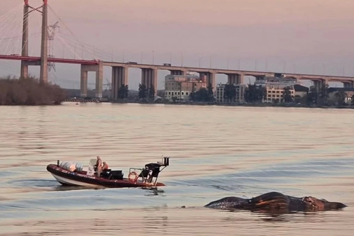 Ballena en Zárate