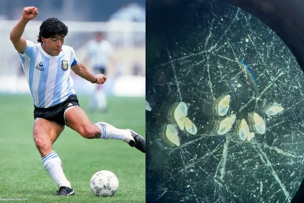 Maradona y la especie marina