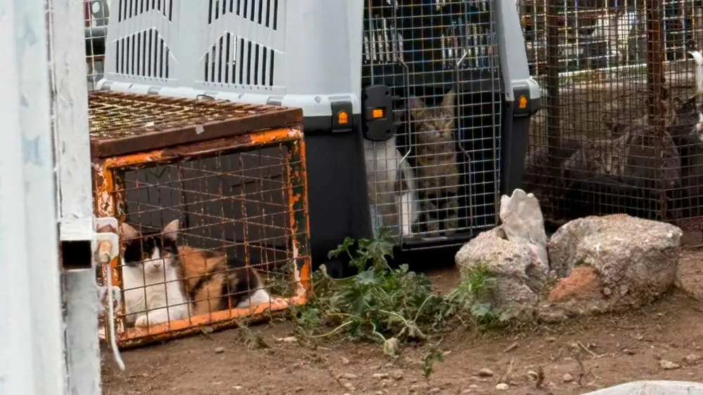 gatos chubut