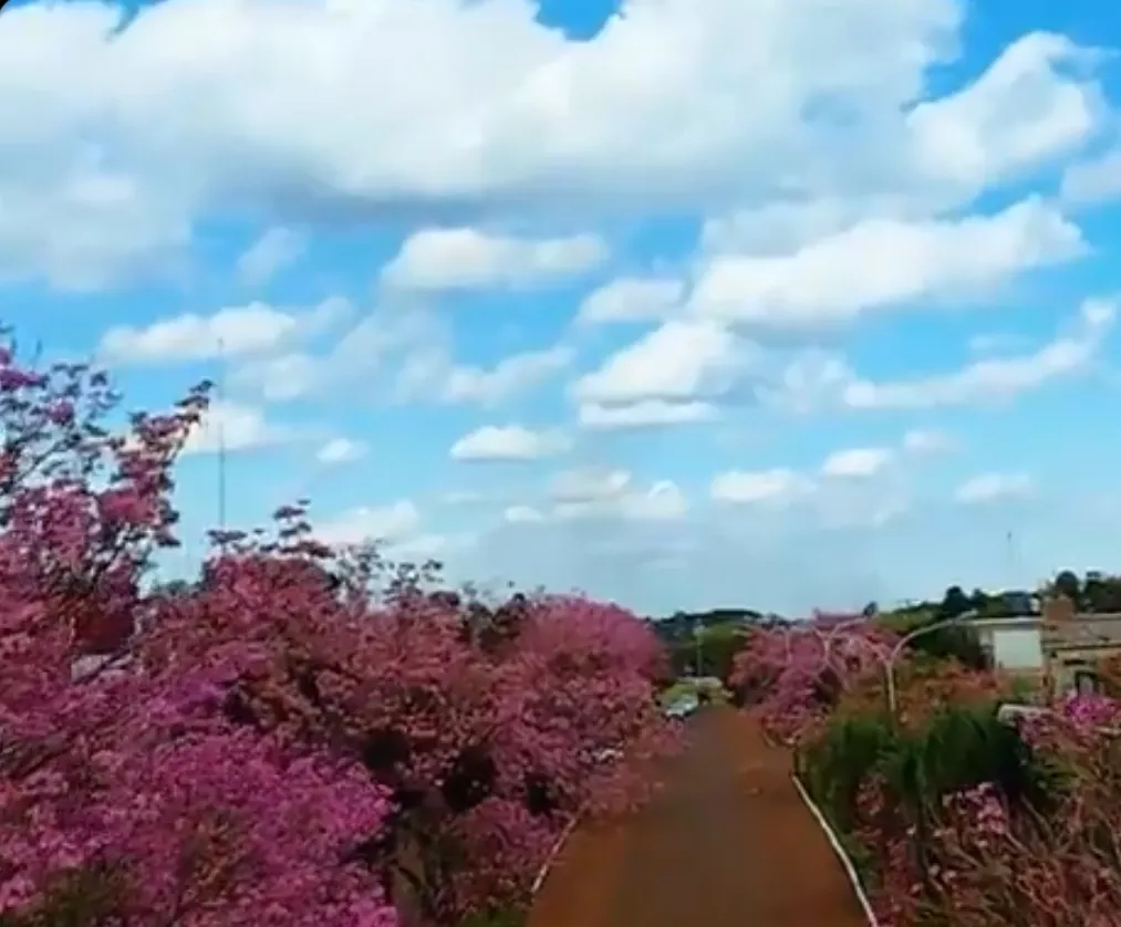 Misiones - Lapacho en flor