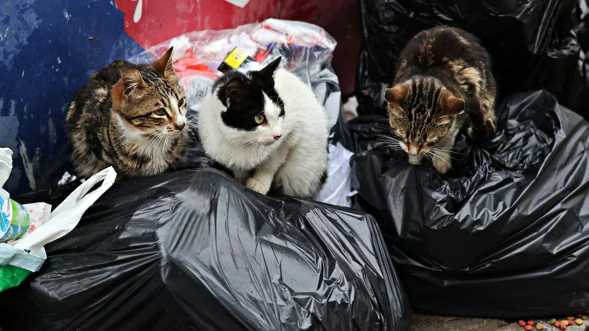 gatos 1