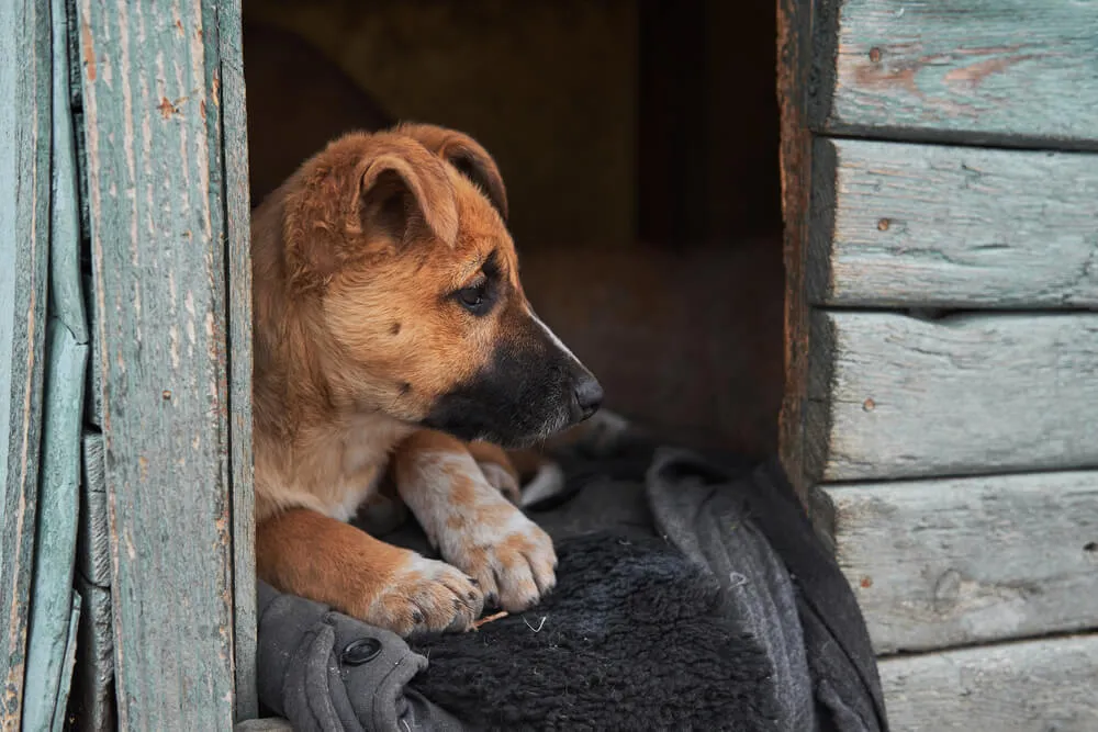 Perrito en invierno