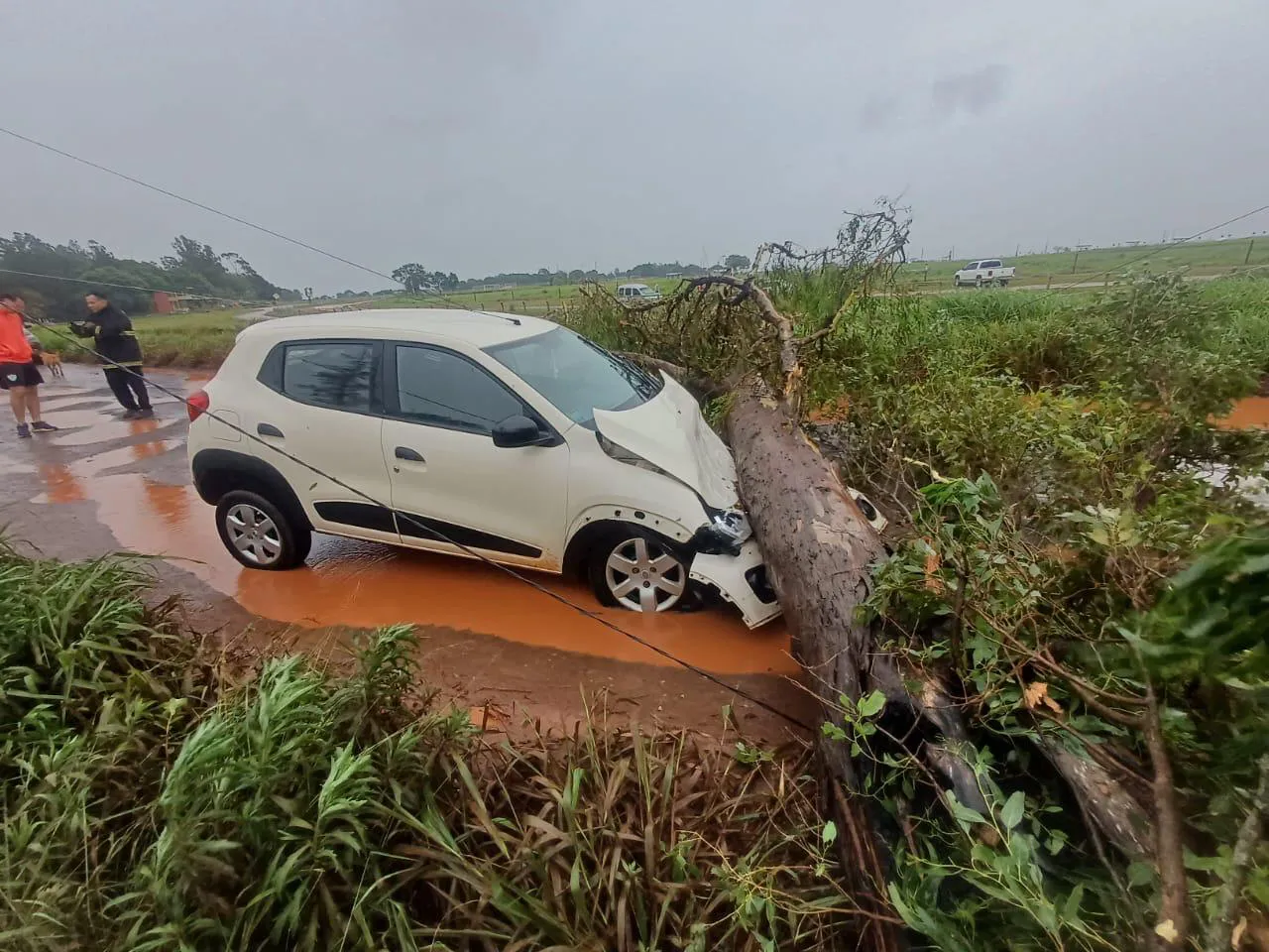 Auto arbol caido