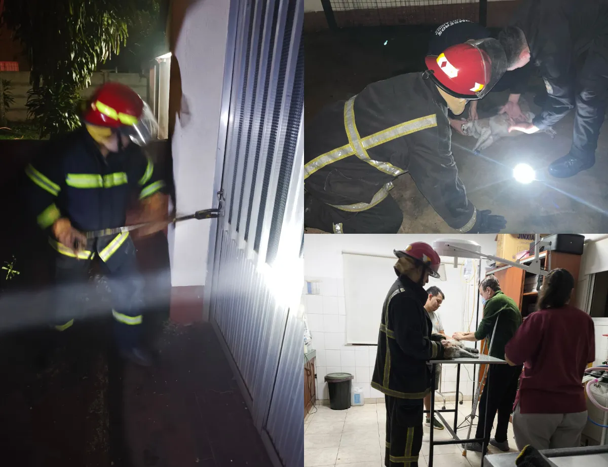 Oberá_ Bomberos rescataron a tres mascotas de una vivienda en llamas