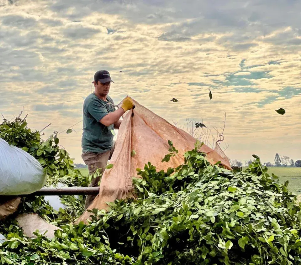 Productores de Yerba Mate
