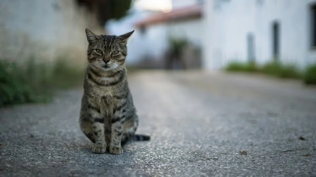 gatos 3