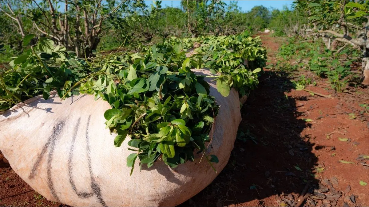 yerba-mate-misionesjpg