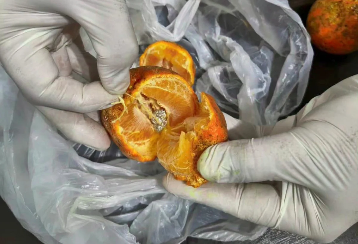 Ocultó cocaína en limones para un detenido y fue descubierto