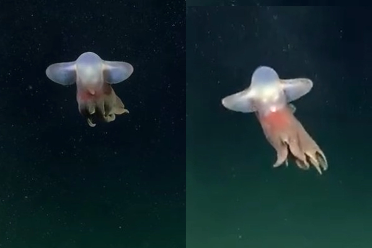 dumbo