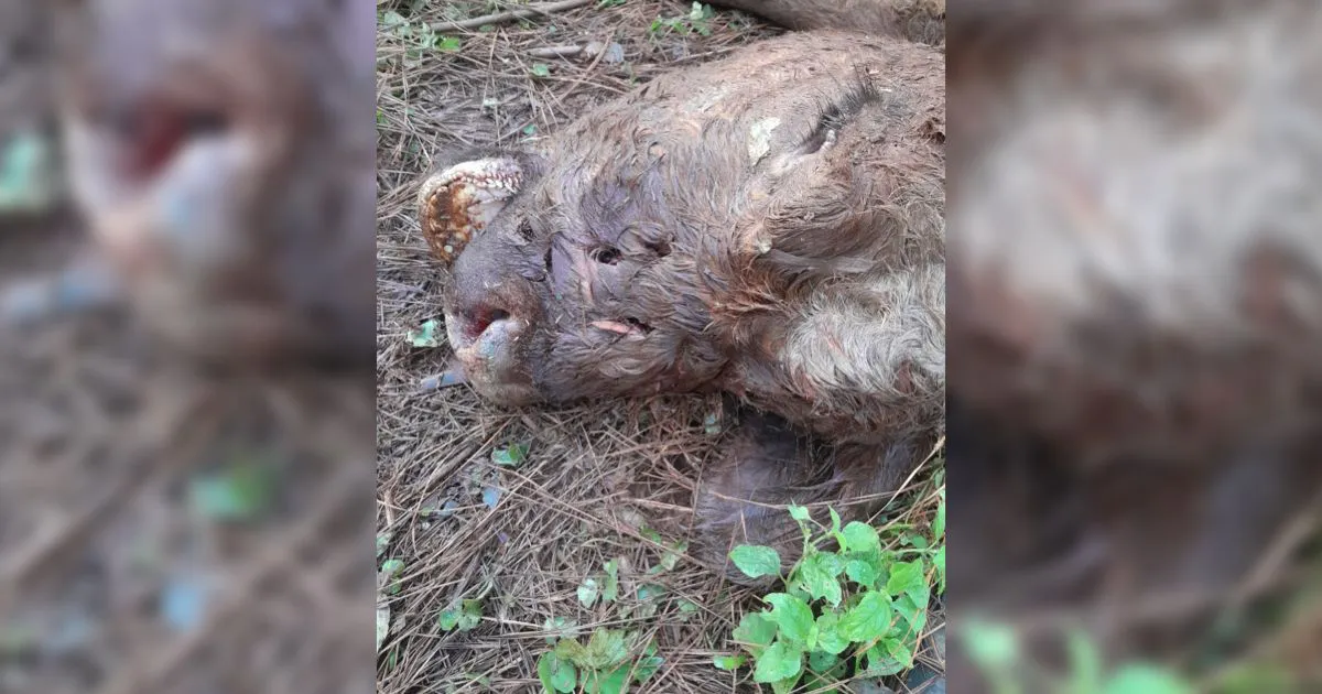 Un yaguareté mató a una vaca en una chacra de Wanda