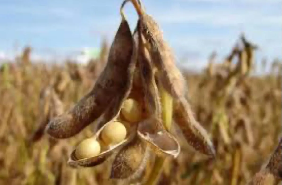 SOJA: Baja rentabilidad en 2025