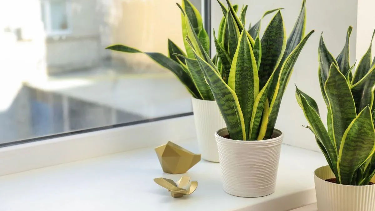 Planta Sansevieria