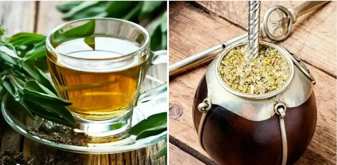 yerba mate y te