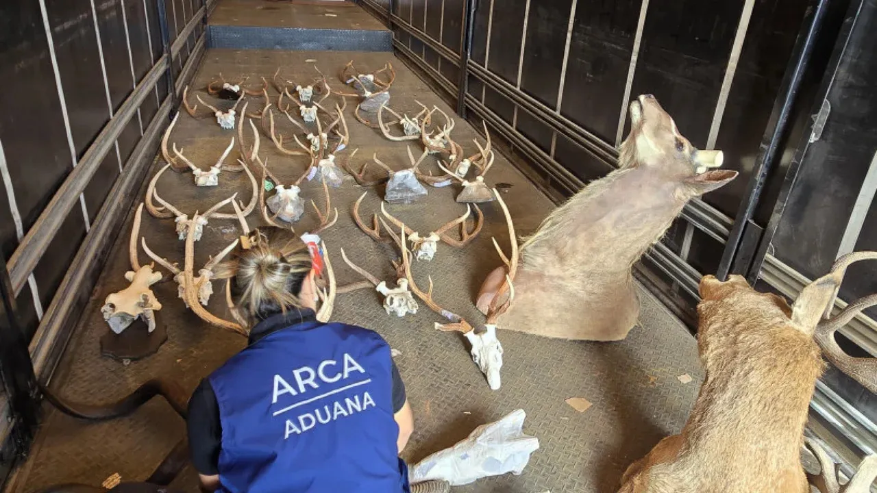 arca aduana