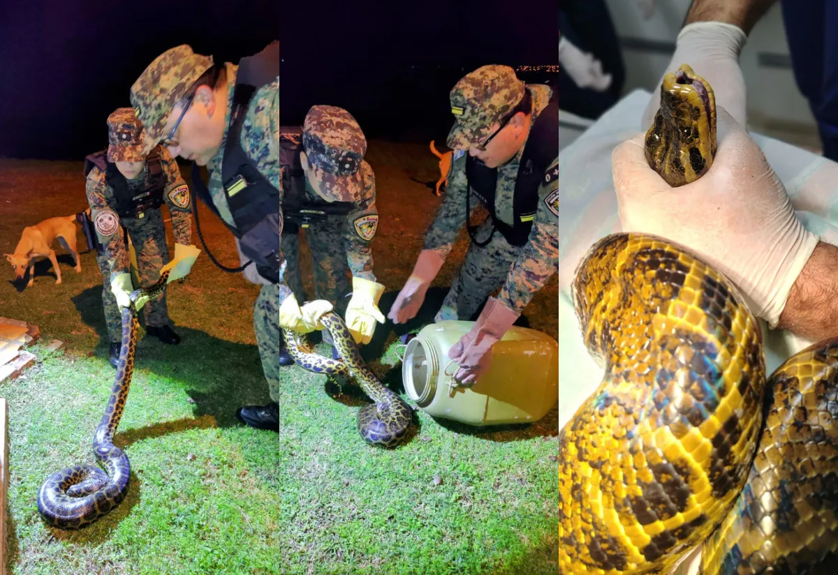 rescataron una boa curiyú de casi 7 kilos y 3 metros atrapada en redes de pesca