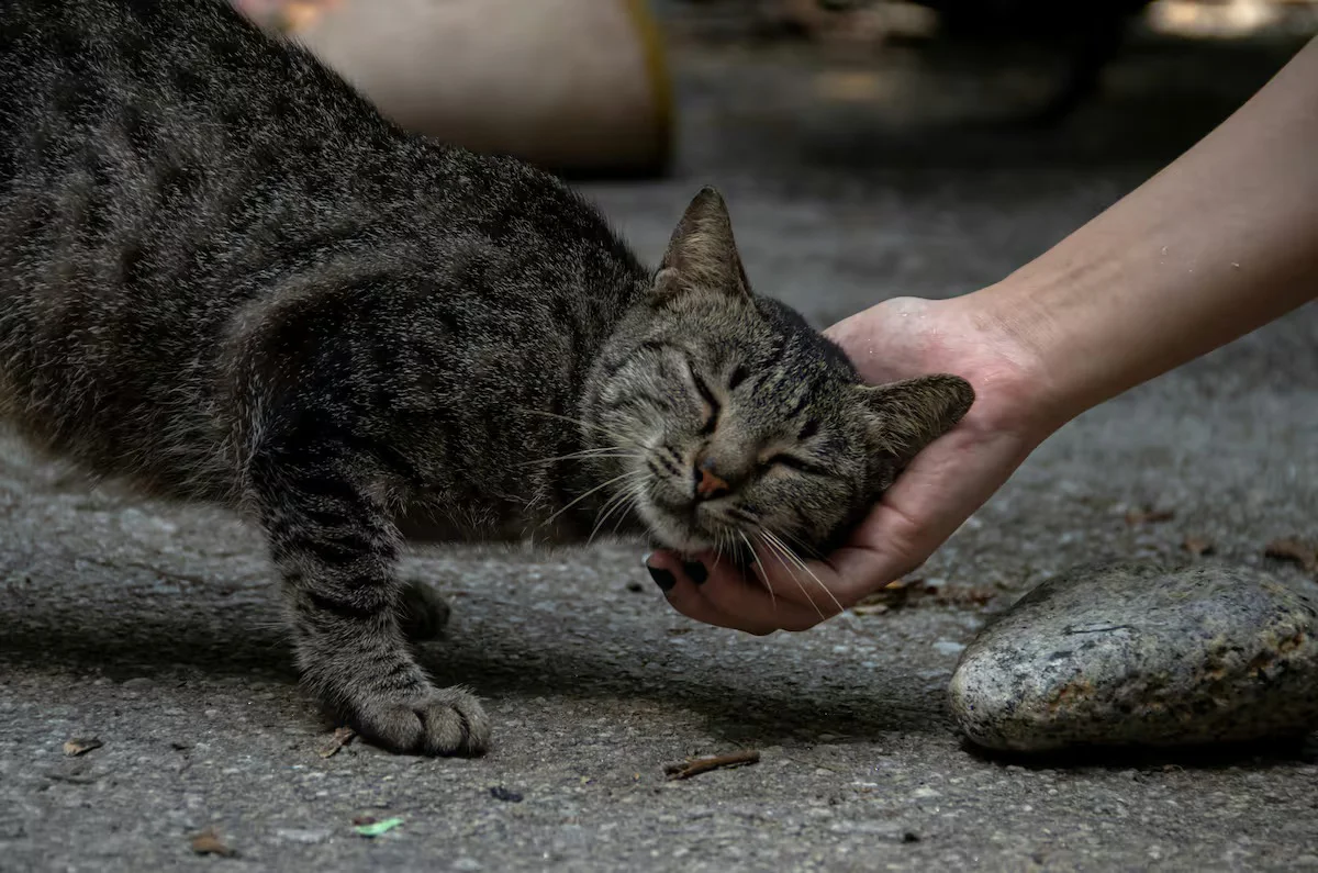 gatos 2