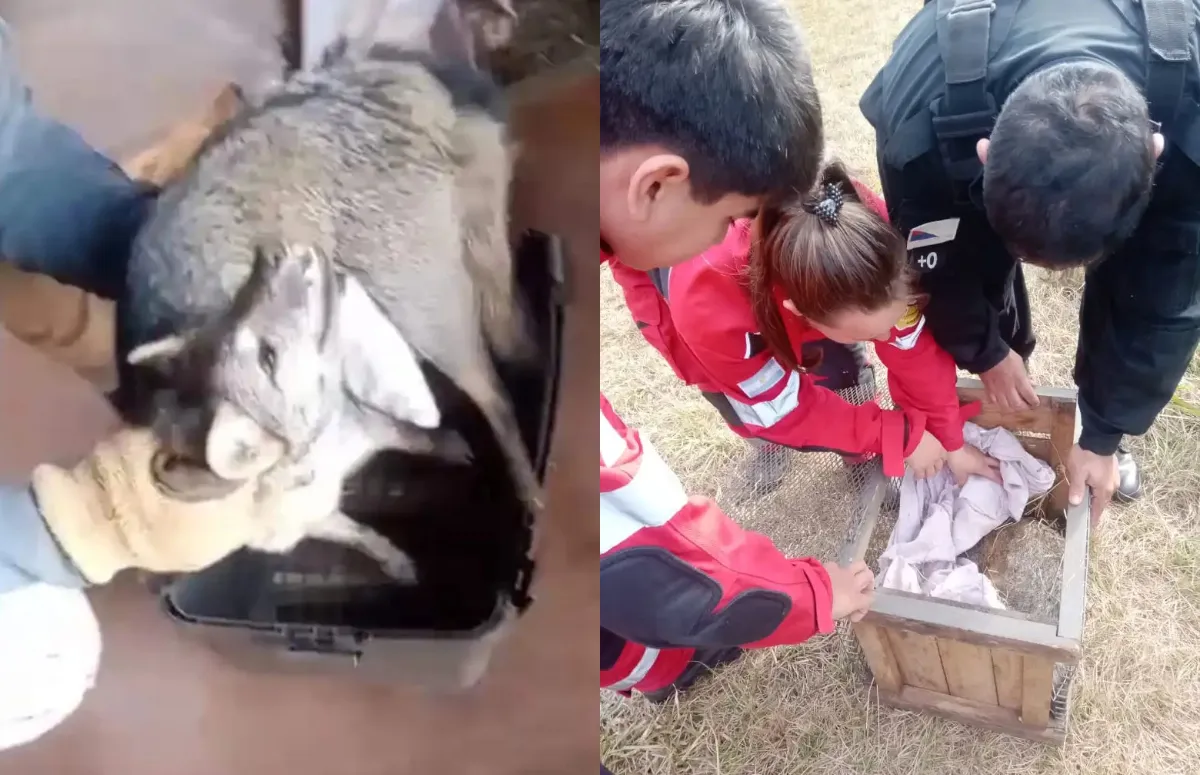 Rescatan animal silvestre lesionado, hallado a la vera de la ruta 7